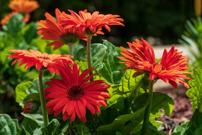 Close-up of red flowering plants