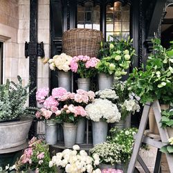 Flower pot plants in front of building