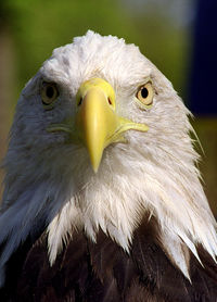 Close-up of owl