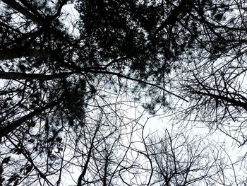 Low angle view of tree against sky