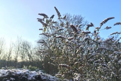 Scenic view of snow covered landscape