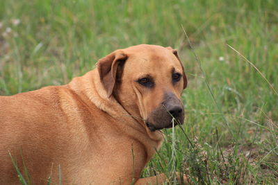 Dog looking away on field