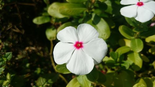 Close-up of white flowers blooming outdoors