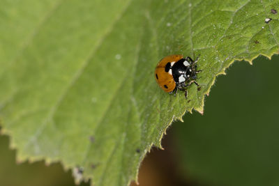 Close-up of insect on leaf