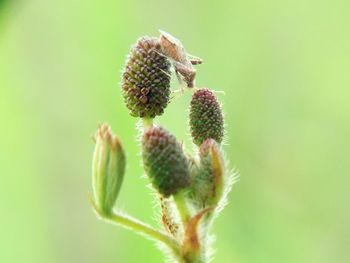 Close-up of flowering plant