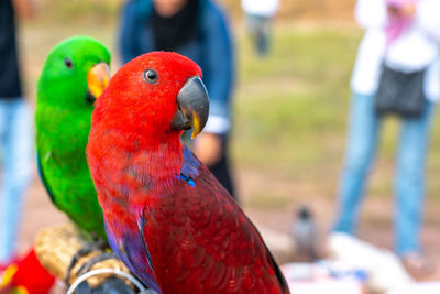 Close-up of parrot