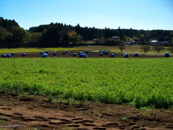 Scenic view of agricultural field against clear sky