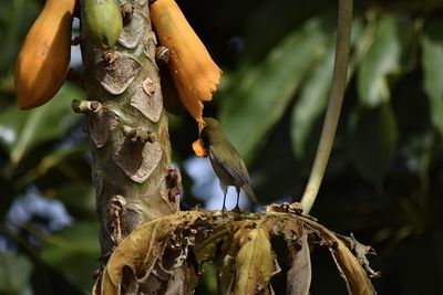 Close-up of fruits on tree