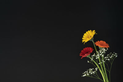 Close-up of red flower against black background