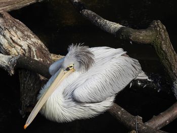 Close-up of pelican