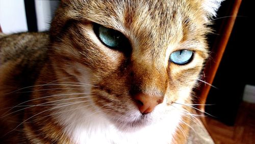 Close-up portrait of cat