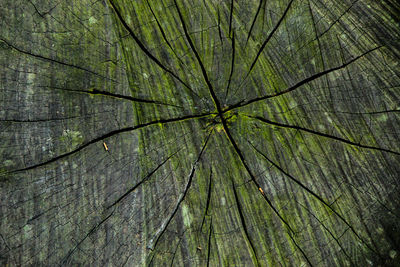 Full frame shot of tree stump