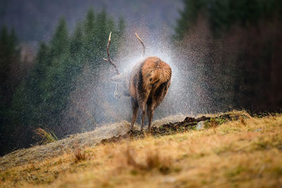 Water splashing on deer standing in forest