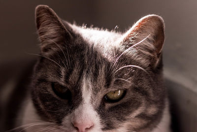 Close-up portrait of a cat
