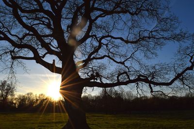 Low angle view of tree at sunset