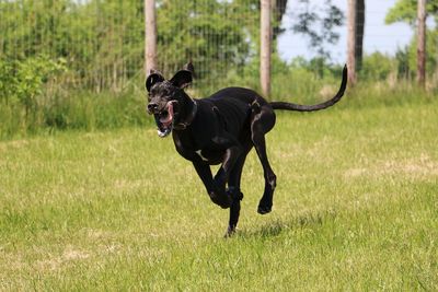 Black dog running on field