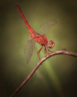 Close-up of dragonfly on twig