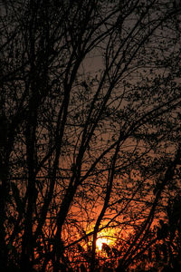 Low angle view of silhouette bare trees at sunset