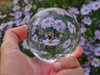 Close-up of hand holding flower