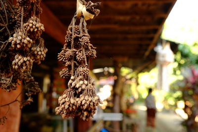 Close-up of hanging bunch of arica nut at thai local house. 