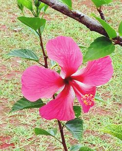 Close-up of pink flower