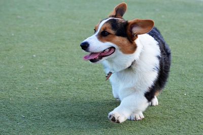 Dog lying on ground