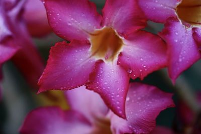 Close-up of wet pink rose flower