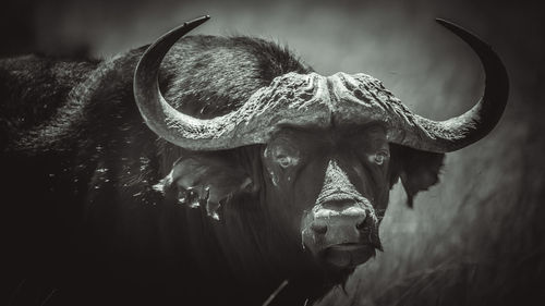 Close-up portrait of a horse