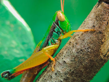 Close-up of insect on leaf