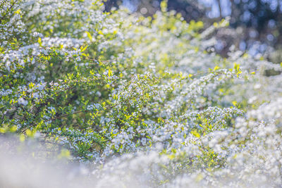 Close-up of flowering plants on field