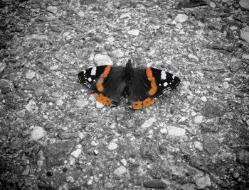 High angle view of black butterfly on land