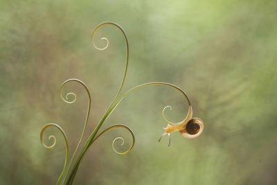 Snail from borneo forest