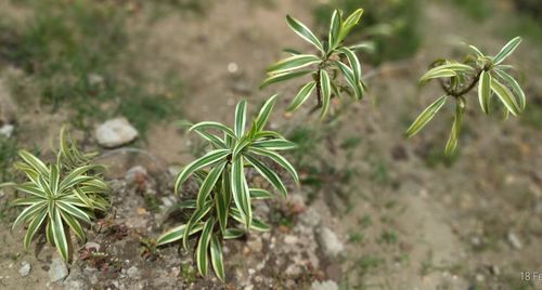 Close-up of plants growing on field