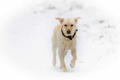 Portrait of white dog