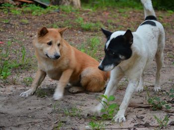 View of dogs on field