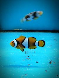 Close-up of jellyfish swimming in water
