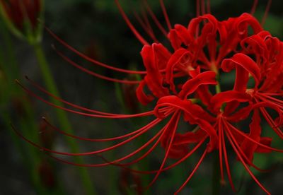 Close-up of red flowering plant