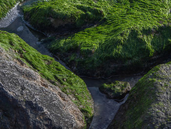 Scenic view of stream flowing through rocks in forest