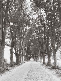 Empty road along trees