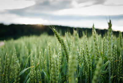 Close-up of crops growing on field