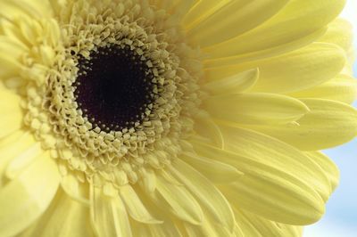 Close-up of sunflower