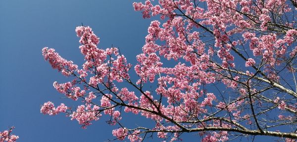 Low angle view of pink flowering tree against sky