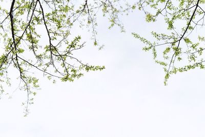 Low angle view of leaves against clear sky