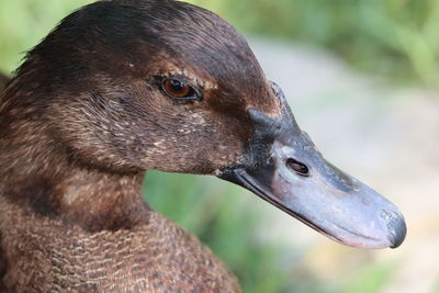 Close-up of a bird looking away