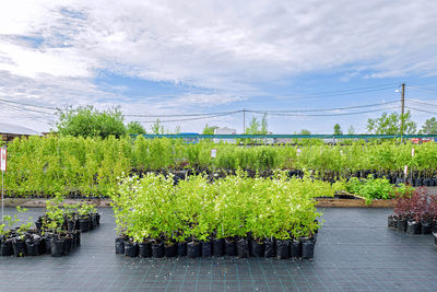 Plants by trees against sky