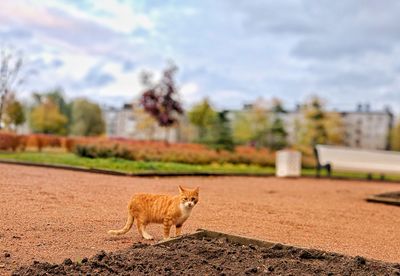 View of a cat on field