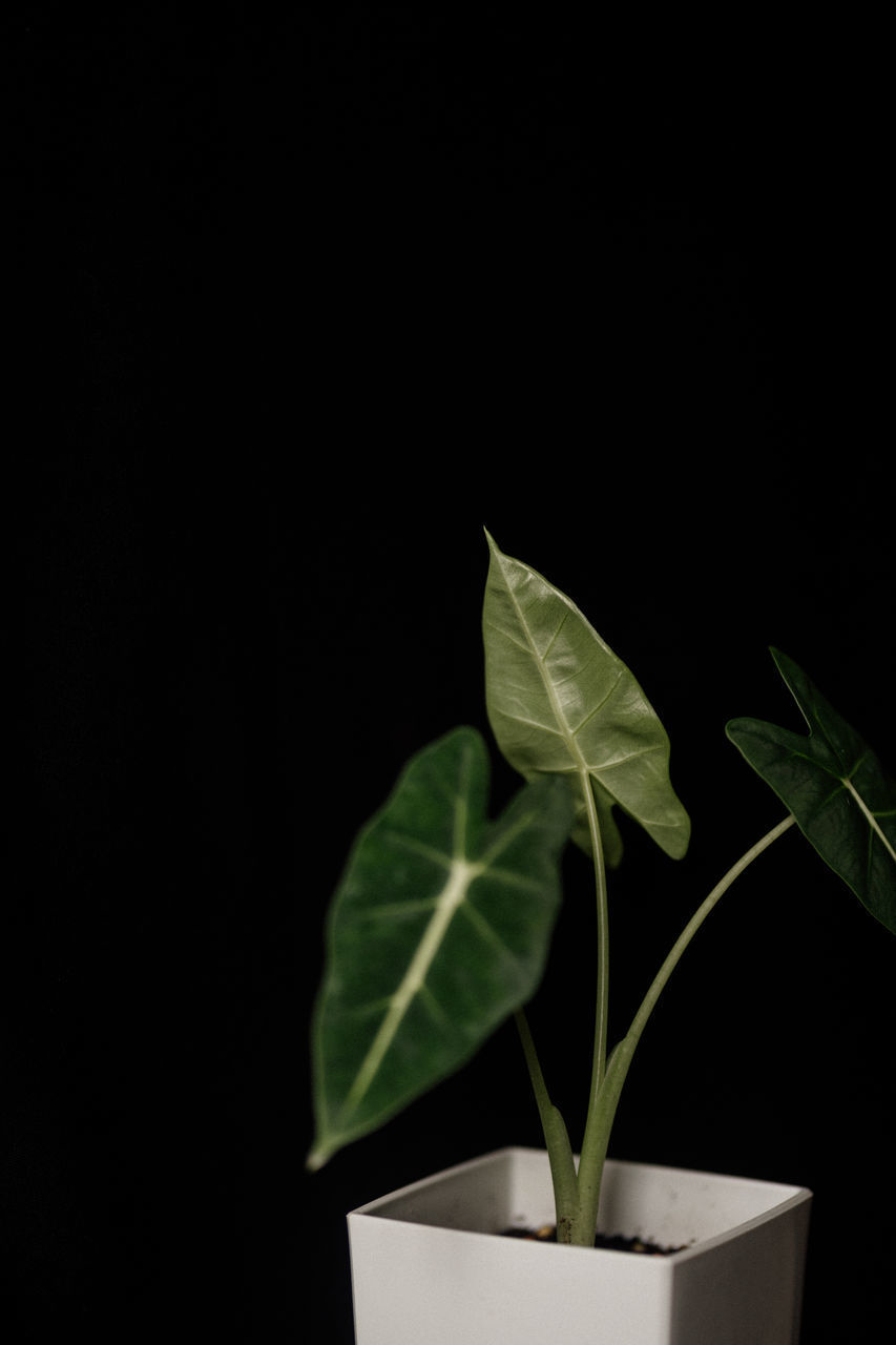 CLOSE-UP OF POTTED PLANT