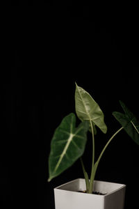 Close-up of potted plant leaves against black background