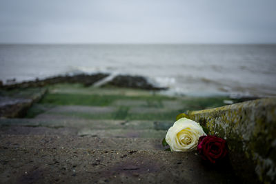 Close-up of rose on beach