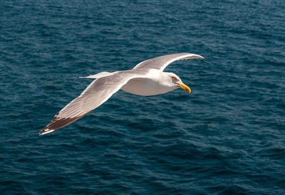 Seagull flying over sea